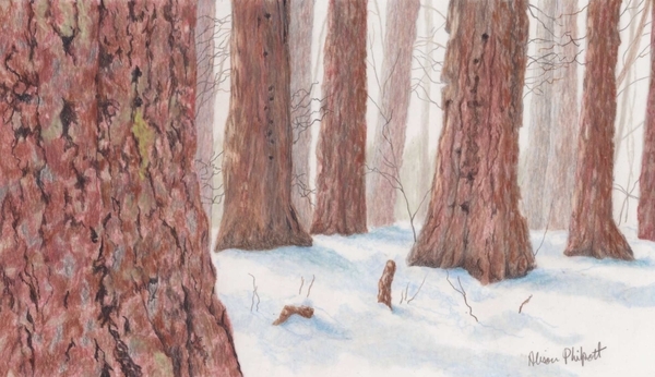Alison Philpott, Cedars in Winter