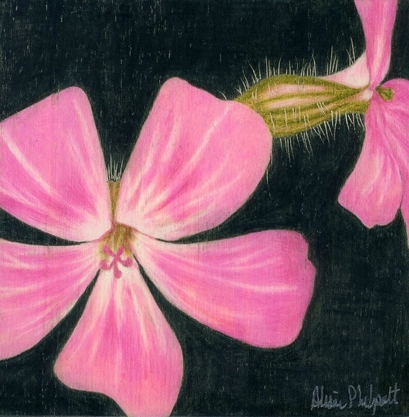 Alison Philpott, Herb Robert