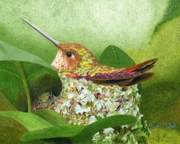 Alison Philpott, Nesting Hummer