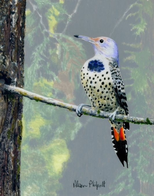 Alison Philpott, Northern Flicker 