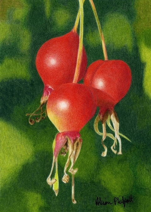 Alison Philpott, Rose Hips