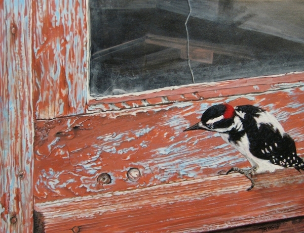 Joyce Trygg, Downey Woodpecker