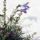 Eric Hotz, Alpine Flowers