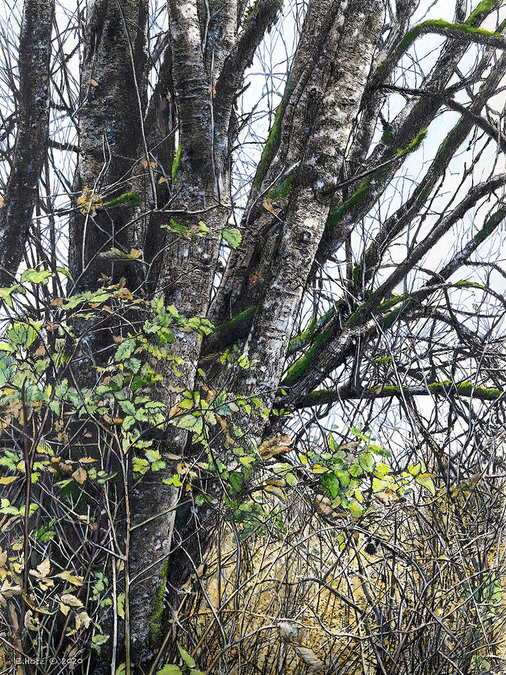 Eric Hotz, Deer Lake Trail No2