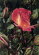Eric Hotz, Fire Red Rose