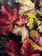 Eric Hotz, Wet Leaves
