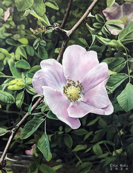 Eric Hotz, Wild Pink Rose