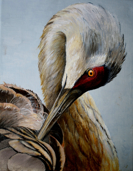 Heidi Lambert, Sandhill Crane