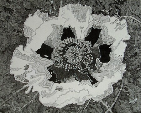 Joanne Finlay, Perennial Poppy