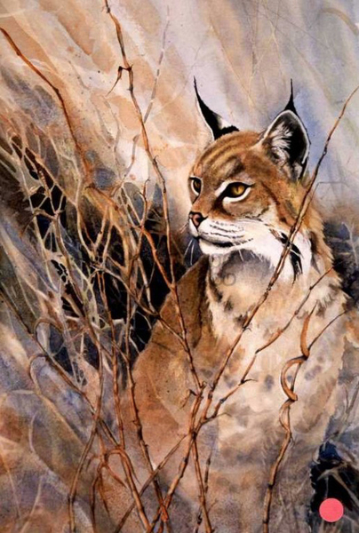 Joyce Trygg, Bobcat