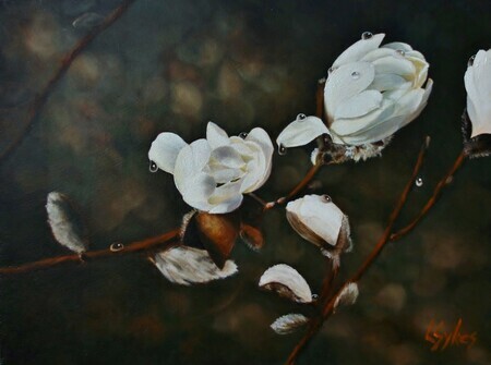 Lynn Sykes, Spring Rain Magnolia