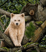 Eric Blais, Bear Cubs